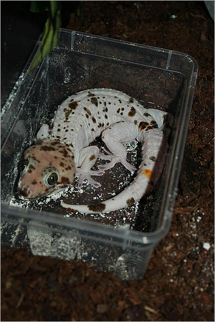 Erhältlich 9 verschiedene Tokay Geckos Morphs zum Verkauf - Weitere Reptilien & Amphibien - Bild 1