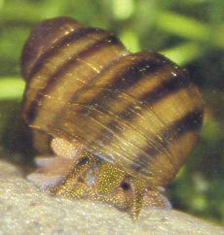 Bild 7: Koi - Teichfische - Muscheln - Krebse - Schnecken // Fa.Fördefisch