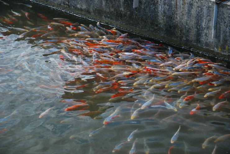 Bild 11: Koi - Teichfische - Muscheln - Krebse - Schnecken // Fa.Fördefisch