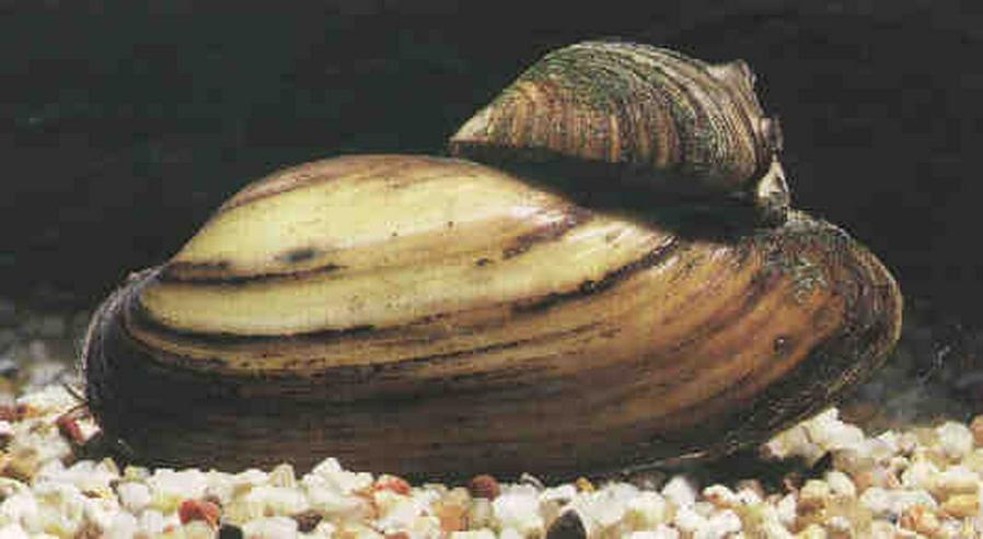 Bild 5: Koi - Teichfische - Muscheln - Krebse - Schnecken // Fa.Fördefisch
