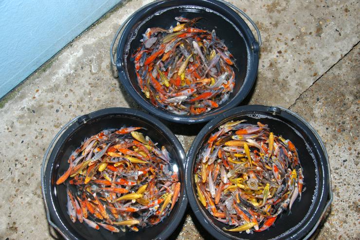 Bild 8: Koi - Teichfische - Muscheln - Krebse - Schnecken // Fa.Fördefisch
