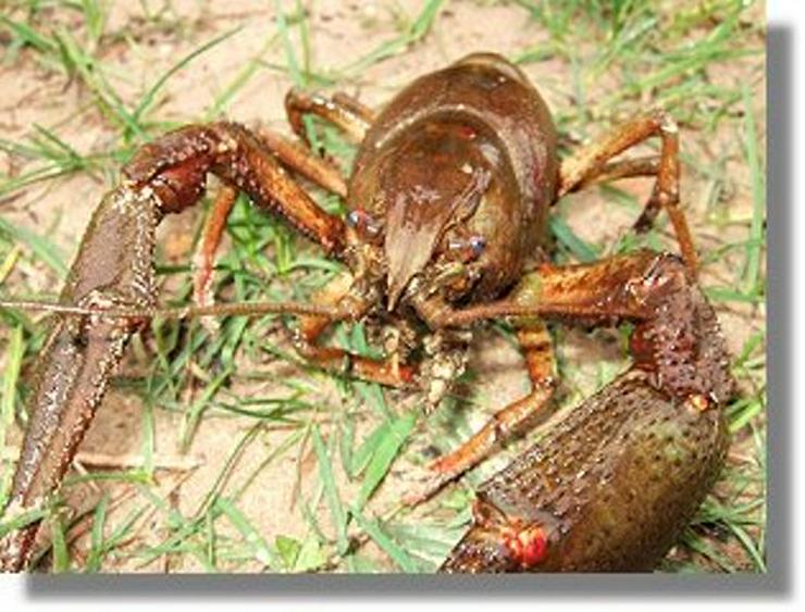 Bild 4: Koi - Teichfische - Muscheln - Krebse - Schnecken // Fa.Fördefisch