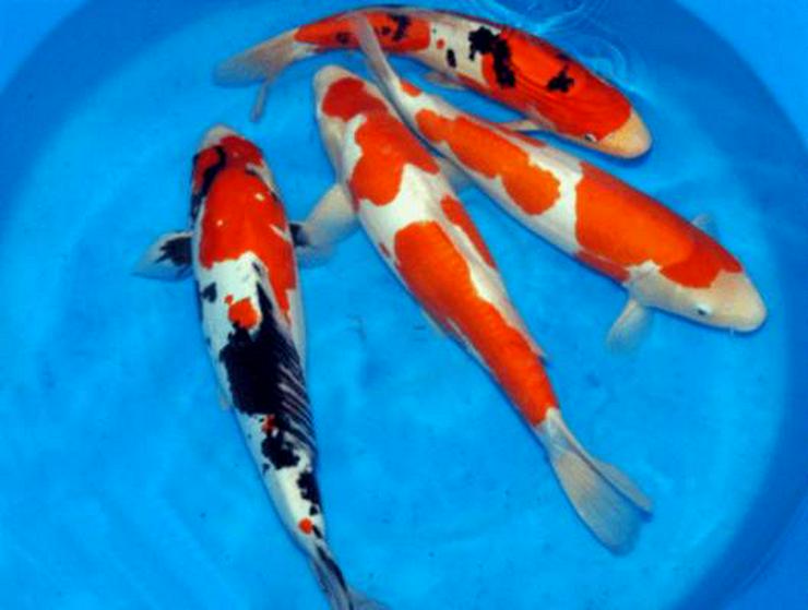 Bild 2: Koi - Teichfische - Muscheln - Krebse - Schnecken // Fa.Fördefisch