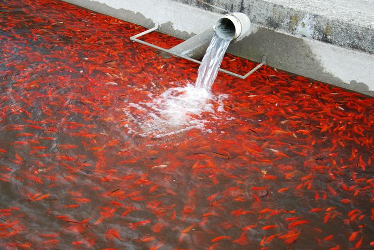 Bild 9: Koi - Teichfische - Muscheln - Krebse - Schnecken // Fa.Fördefisch