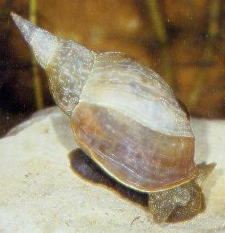 Bild 6: Koi - Teichfische - Muscheln - Krebse - Schnecken // Fa.Fördefisch