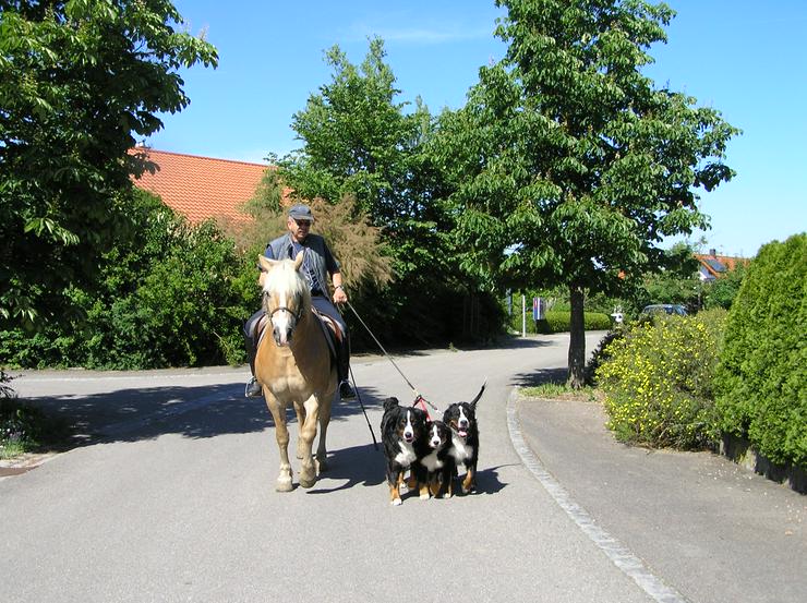 Bild 4: Berner-Sennenhund Welpen WURFANKÜNDIGUNG  2020