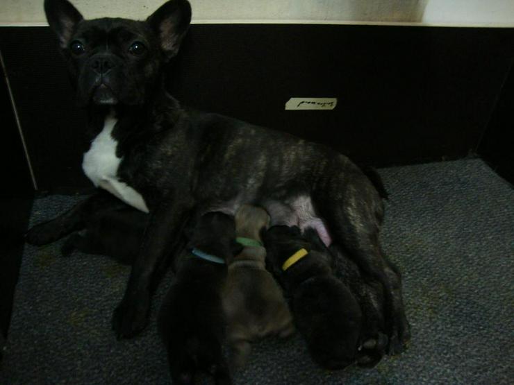 Bild 3: Reinrassige wunderschöne Französische Bulldoggen Welpen