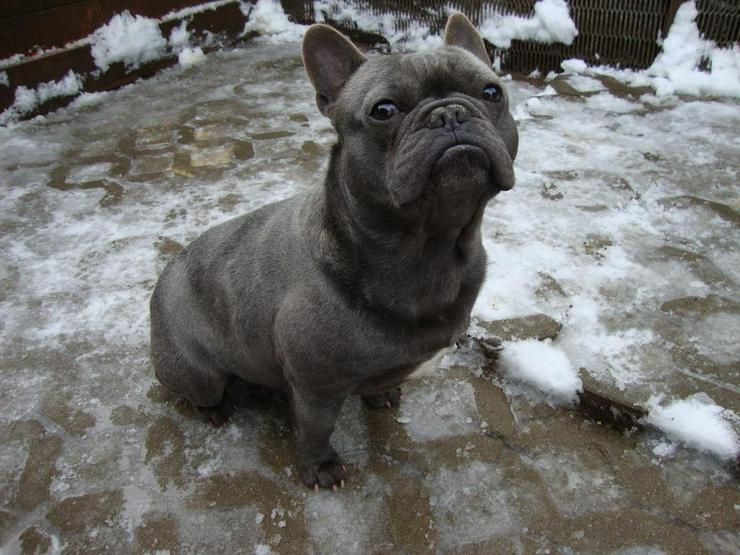 Bild 4: Reinrassige wunderschöne Französische Bulldoggen Welpen