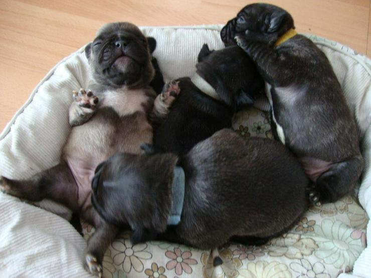 Reinrassige wunderschöne Französische Bulldoggen Welpen - Rassehunde - Bild 1