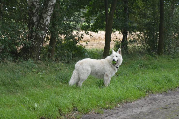 Bild 5: ~Deckrüde~ Weisser Schweizer Schäferhund