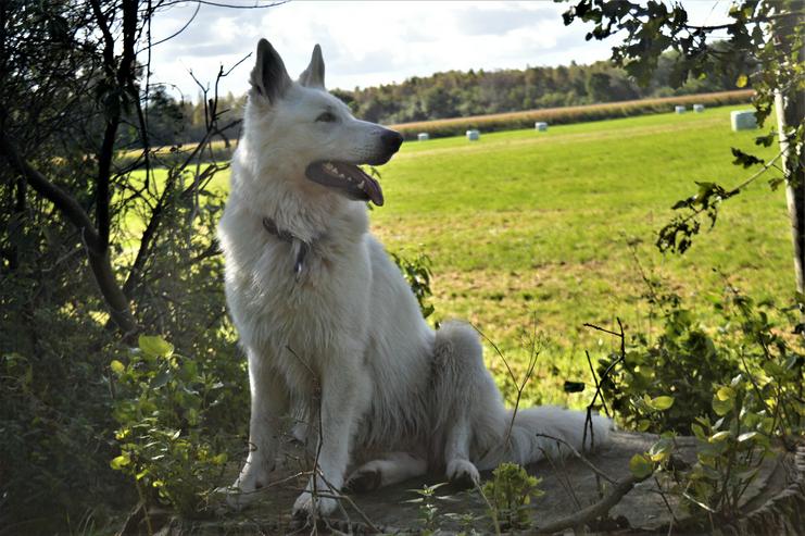 Bild 8: ~Deckrüde~ Weisser Schweizer Schäferhund