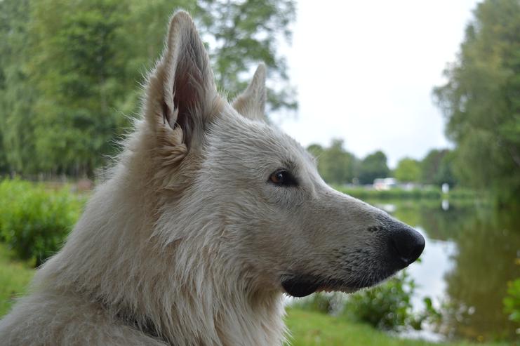 Bild 4: ~Deckrüde~ Weisser Schweizer Schäferhund
