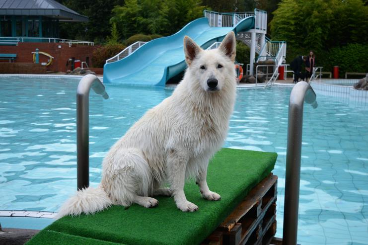 Bild 7: ~Deckrüde~ Weisser Schweizer Schäferhund