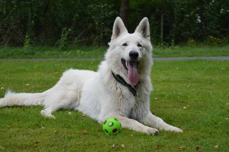 Bild 2: ~Deckrüde~ Weisser Schweizer Schäferhund