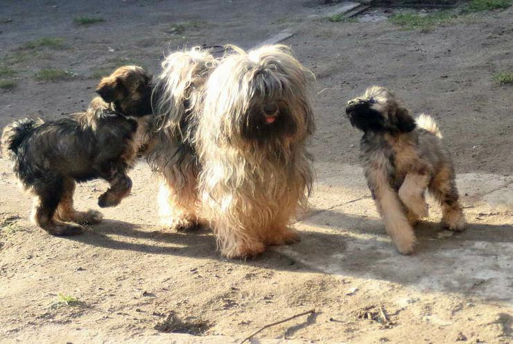 Bild 3: Tibet Terrier in zobel - Hündin