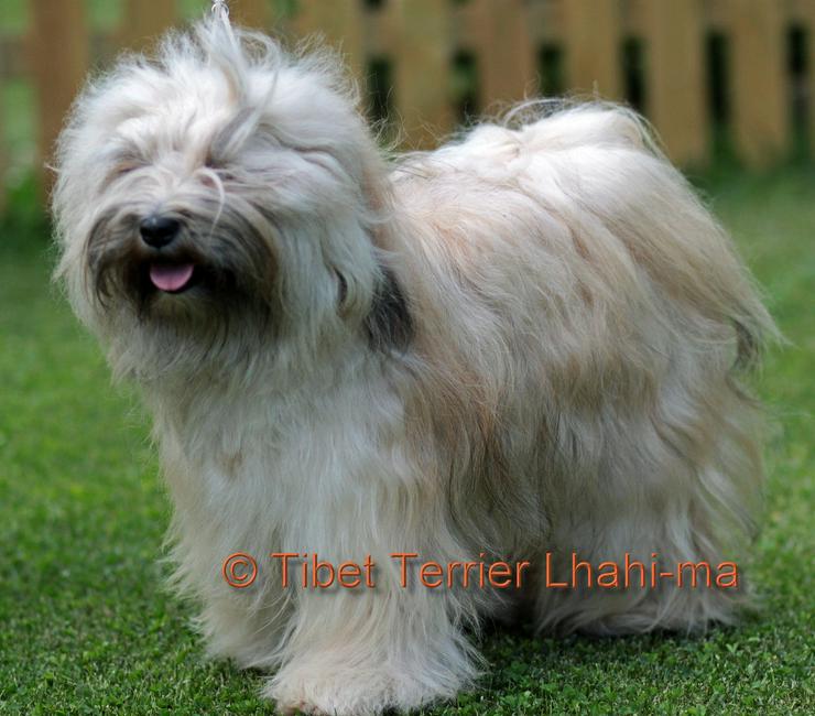Bild 5: Tibet Terrier in zobel - Hündin