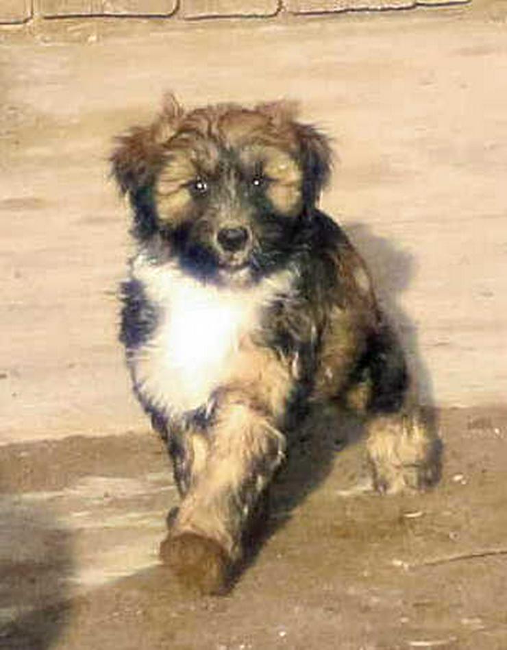 Bild 2: Tibet Terrier in zobel - Hündin