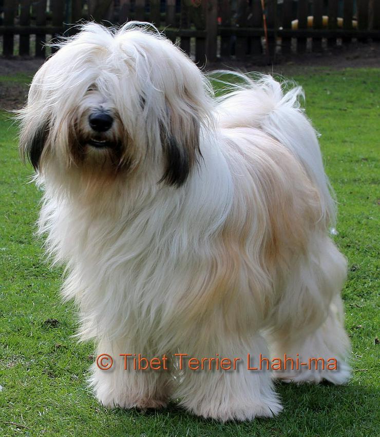 Bild 6: Tibet Terrier in zobel - Hündin