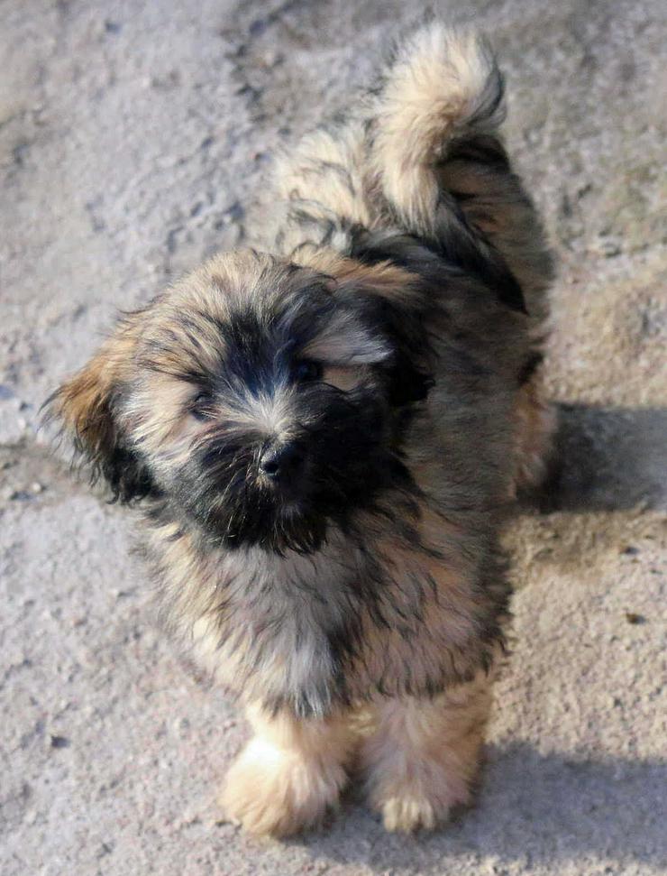 Tibet Terrier in zobel - Hündin - Rassehunde - Bild 1