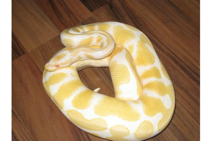 Bild 3: Verkaufe meine 1.1 Albino KönigsPython