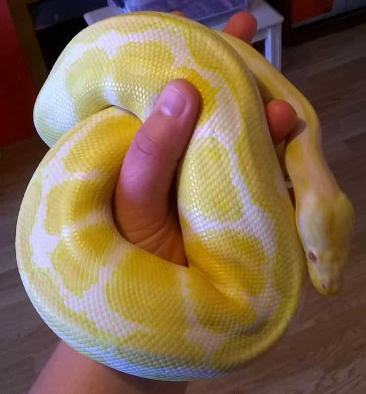 Bild 6: Verkaufe meine 1.1 Albino KönigsPython