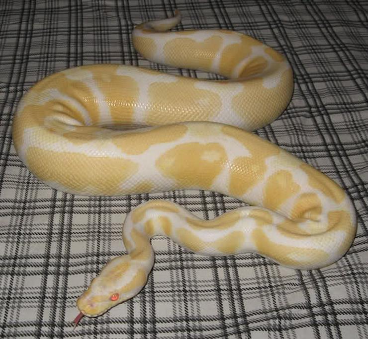 Bild 5: Verkaufe meine 1.1 Albino KönigsPython