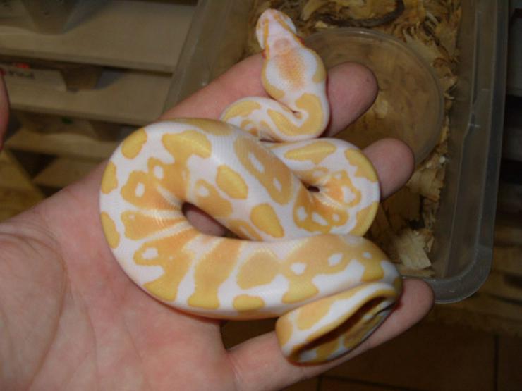 Verkaufe meine 1.1 Albino KönigsPython - Schlangen - Bild 1