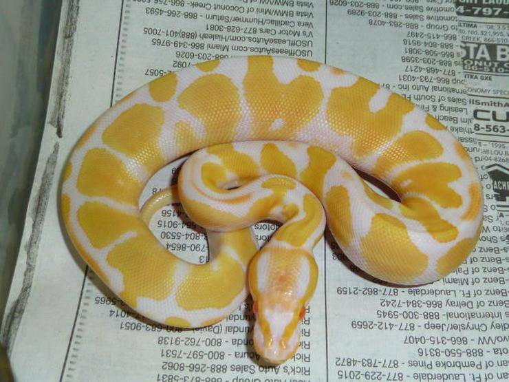 Bild 2: Verkaufe meine 1.1 Albino KönigsPython