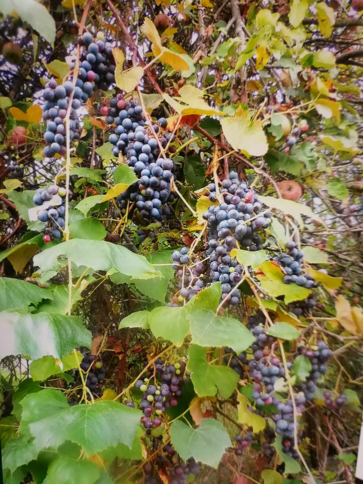 Bild 14: Bauernhof in Kroatien zu verkaufen