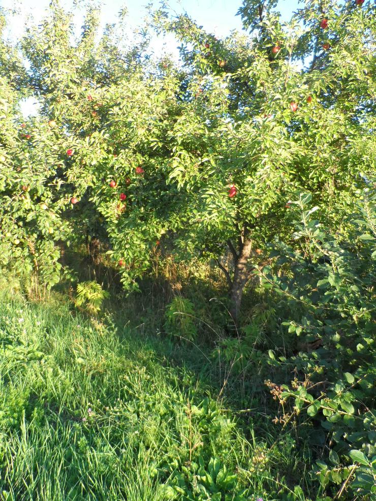 Bild 10: Bauernhof in Kroatien zu verkaufen