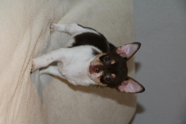 Bild 6: Wunderschöne Chihuahua-Kurzhaar-Hündin