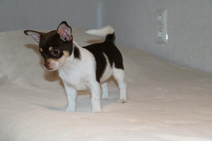 Bild 3: Wunderschöne Chihuahua-Kurzhaar-Hündin