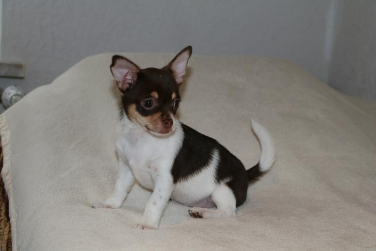 Bild 2: Wunderschöne Chihuahua-Kurzhaar-Hündin