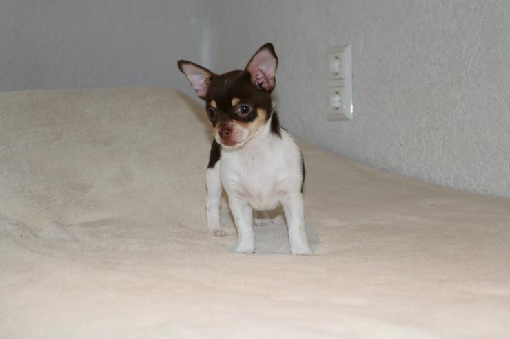Bild 4: Wunderschöne Chihuahua-Kurzhaar-Hündin