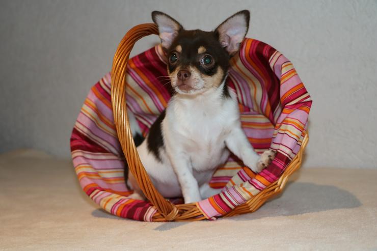 Wunderschöne Chihuahua-Kurzhaar-Hündin - Rassehunde - Bild 1