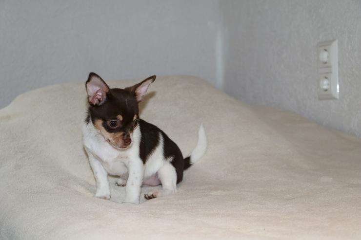 Bild 5: Wunderschöne Chihuahua-Kurzhaar-Hündin