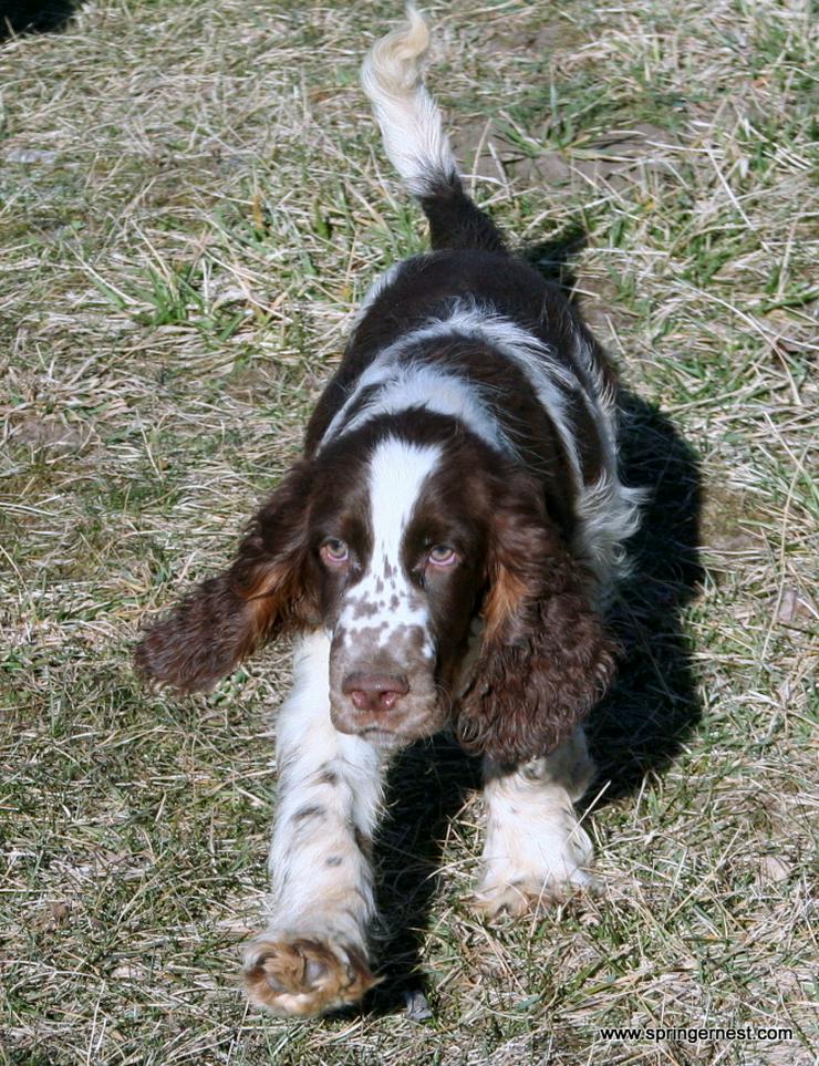 Bild 3: Englisch Springer Spaniel vom SpringerNest Kennel