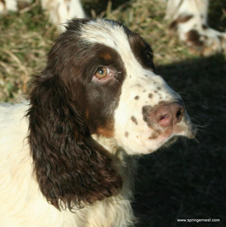 Bild 4: Englisch Springer Spaniel vom SpringerNest Kennel