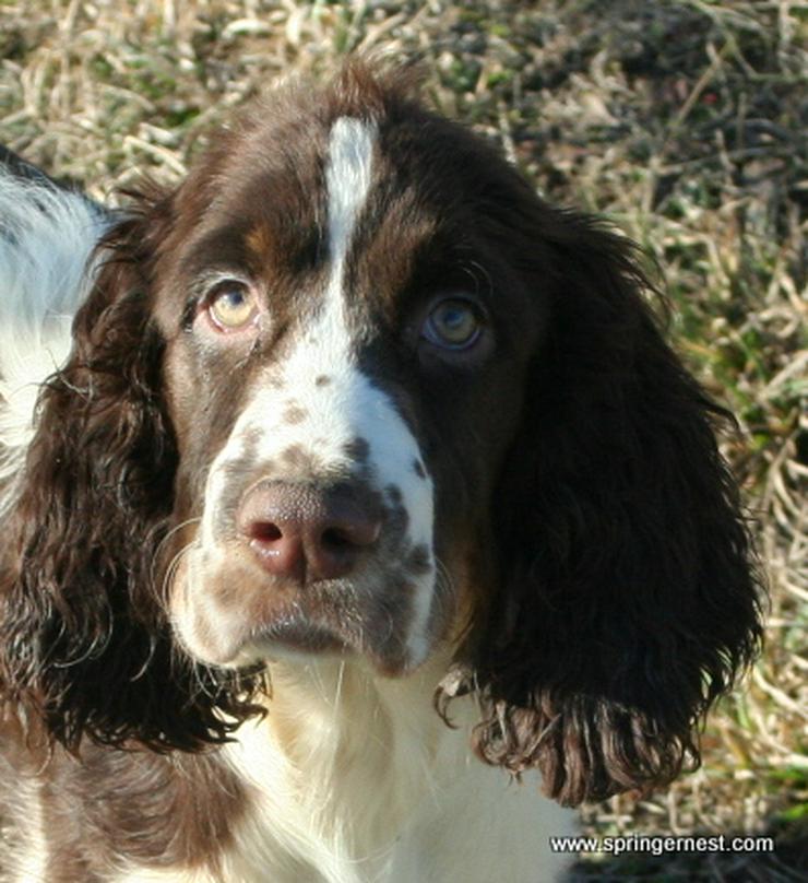 Bild 2: Englisch Springer Spaniel vom SpringerNest Kennel
