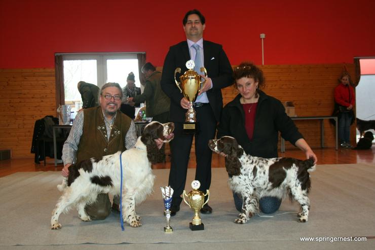 Bild 9: Englisch Springer Spaniel vom SpringerNest Kennel
