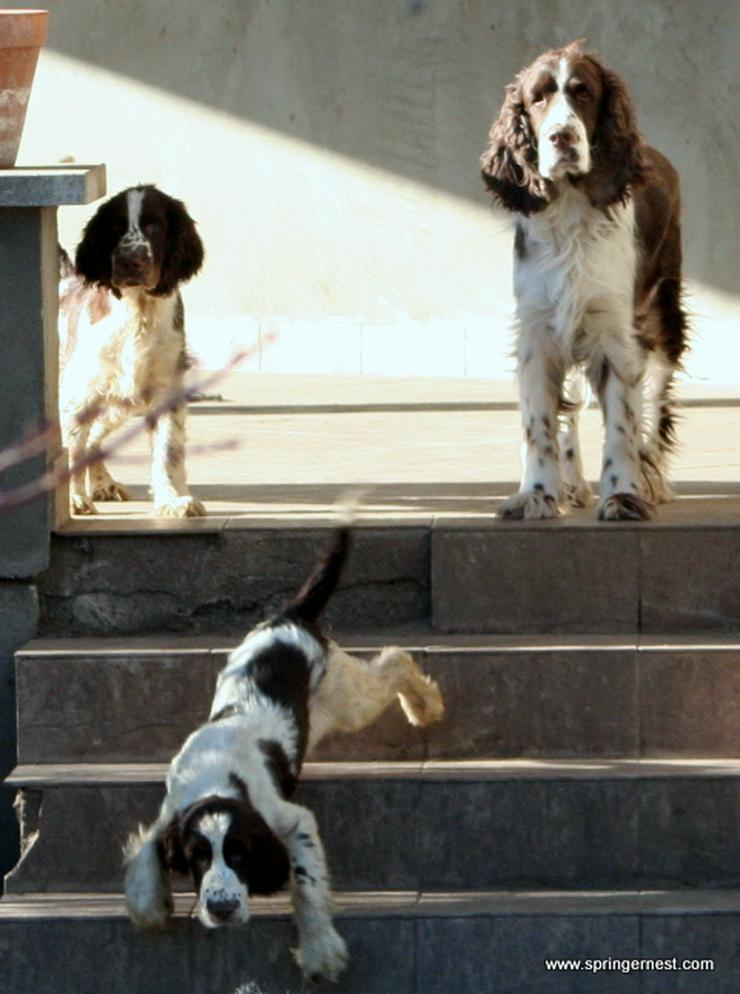 Bild 5: Englisch Springer Spaniel vom SpringerNest Kennel