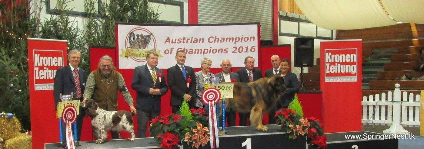 Bild 8: Englisch Springer Spaniel vom SpringerNest Kennel