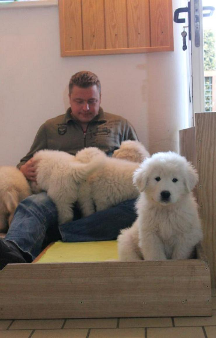 Maremmano Welpen mit VDH Papieren 2019 - Rassehunde - Bild 1