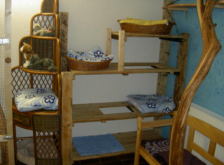 Katzenpension "Körbchen frei" - Tierbetreuung & Training - Bild 1