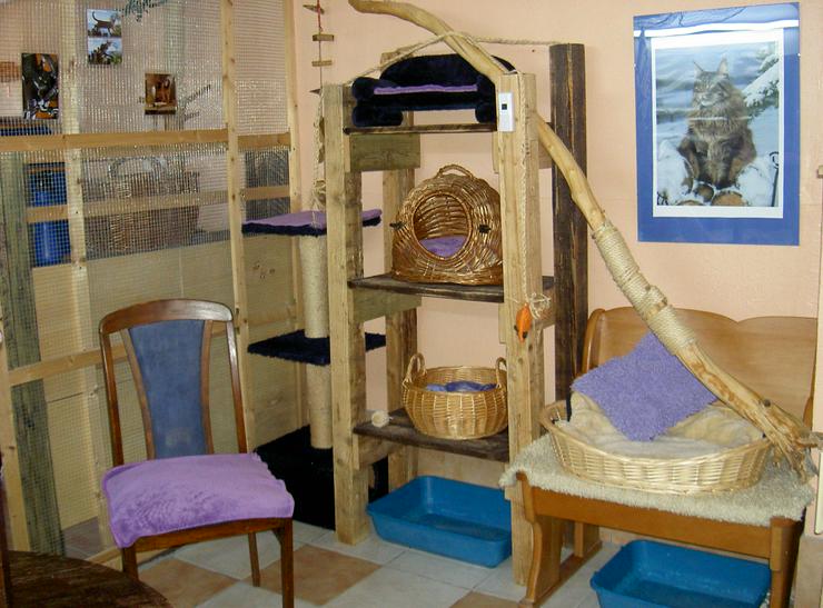 Bild 3: Katzenpension "Körbchen frei"