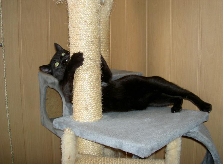 Bild 2: Katzenpension "Körbchen frei"
