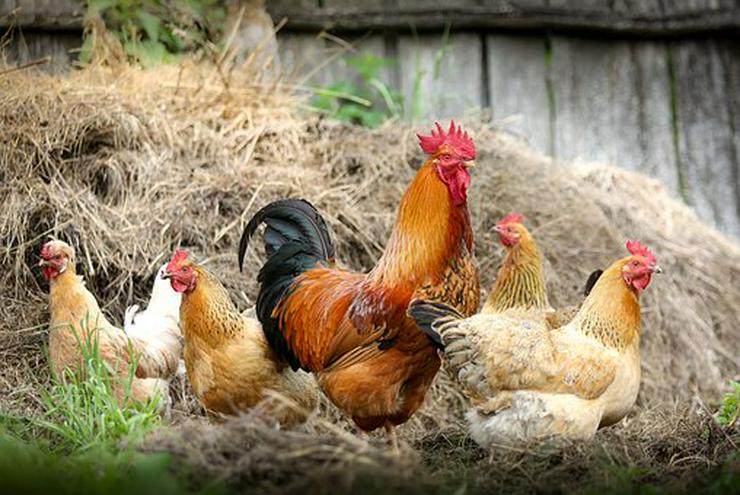Bild 3: Geflügelverkauf in Plettenberg