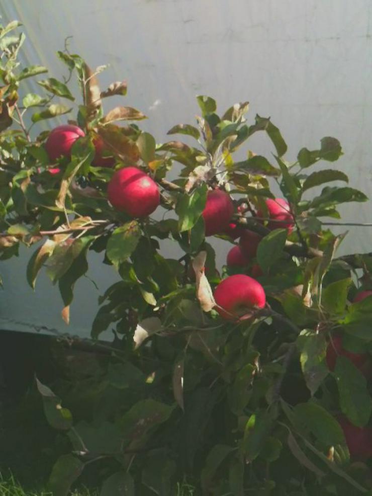 Bild 6: schönen gepflegten Kleingarten im Laatzen