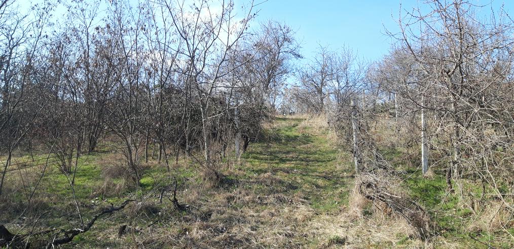 Bild 6: Grundstück 1489 m2 in Ungarn mit Panorama Aussicht über Velence-See