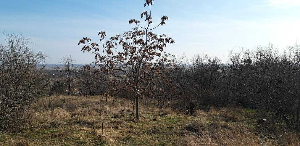 Bild 3: Grundstück 1489 m2 in Ungarn mit Panorama Aussicht über Velence-See